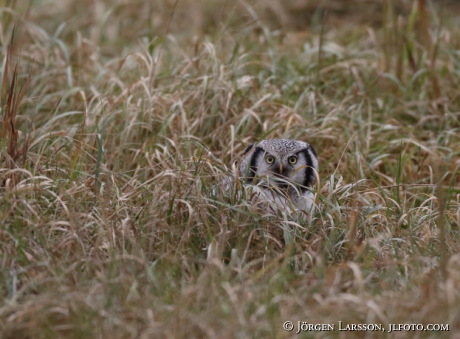 Hawk owl Surnia ulula