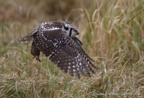 Hawk owl Surnia ulula