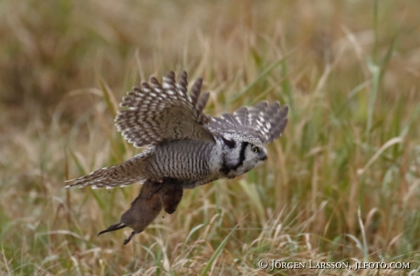 Hawk owl Surnia ulula