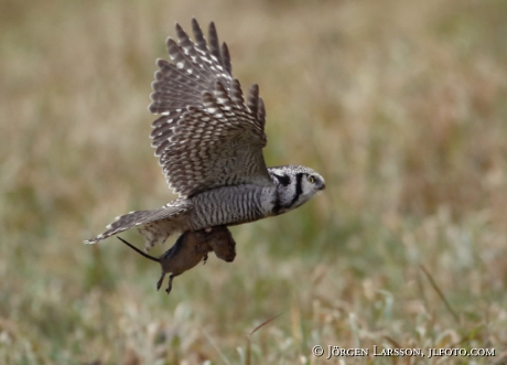 Hawk owl Surnia ulula