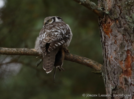 Hawk owl Surnia ulula