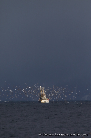 Fiskebåt till havs