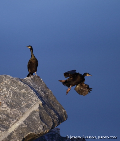 Shag Phalacrocorax aristotelis 