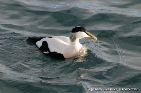 Eider Somateria mollissima