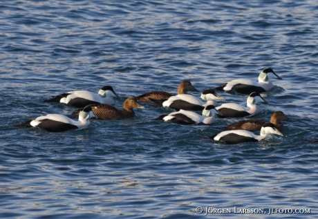 Eider Somateria mollissima