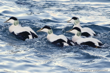 Eider  Somateria mollissima