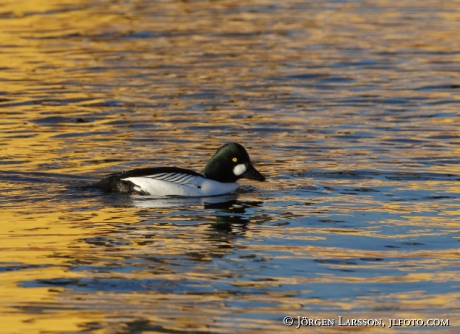 Golden eye Bucephala clangula