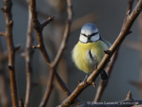 Blue tit