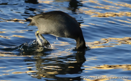 Eurasian coot  Fulcia atra