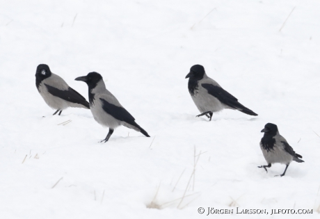 Kråkor Corvus corone 