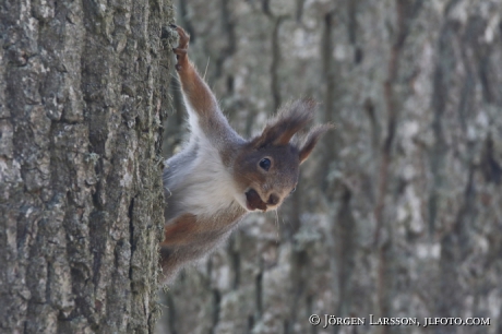 Squirrel Sciurus vulgaris