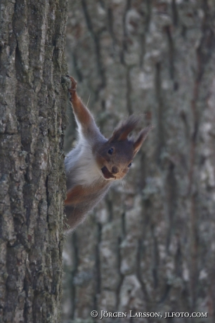 Squirrel Sciurus vulgaris