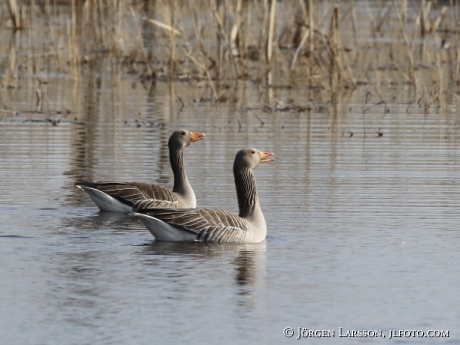 Greylag Goose, anser anser, 