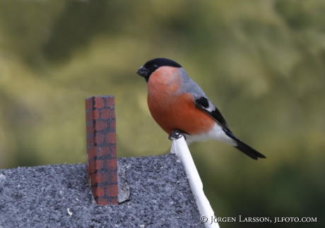 Bullfinch Pyrrhula pyrrhula