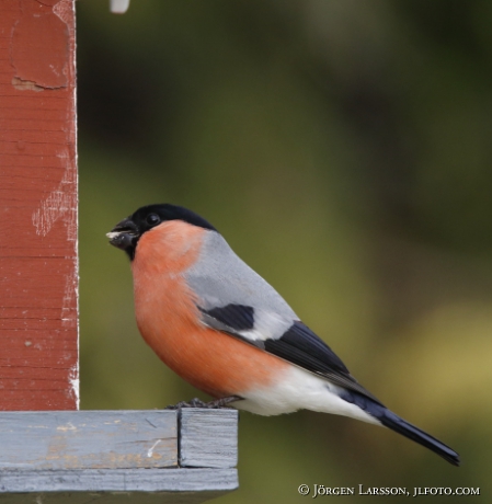 Bullfinch Pyrrhula pyrrhula