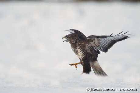 Common Buzzard  Buteo buteo