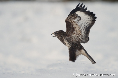 Common Buzzard  Buteo buteo