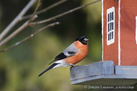 Bullfinch Pyrrhula pyrrhula