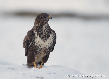 Common Buzzard  Buteo buteo