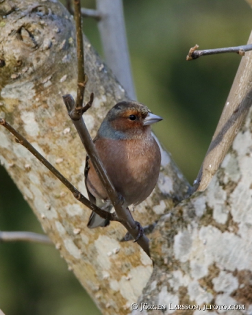 Chaffinch, Fringilla coelebs, 