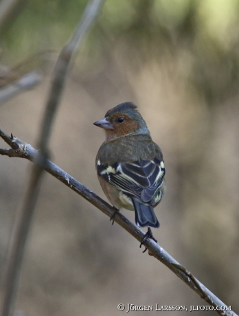 Chaffinch, Fringilla coelebs, 