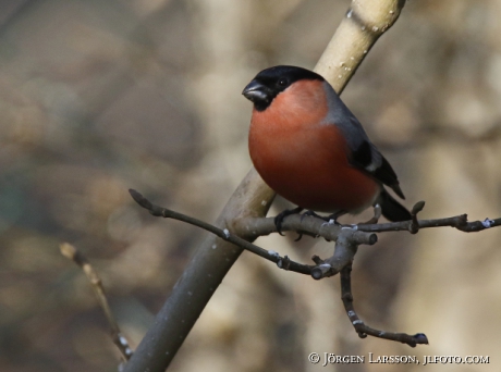 Bullfinch Pyrrhula pyrrhula