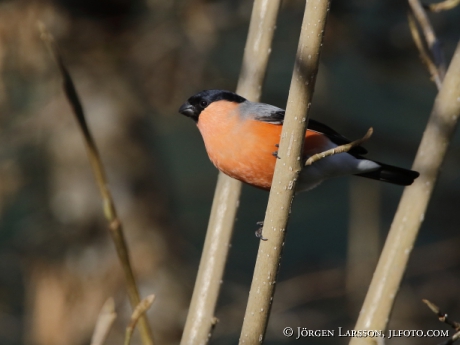 Bullfinch Pyrrhula pyrrhula