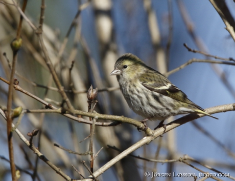 Common redpoll , Carduelis flammea 