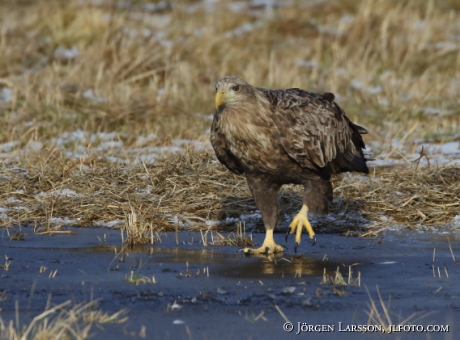 White- tailed eagle Haliaeetus albicilla,