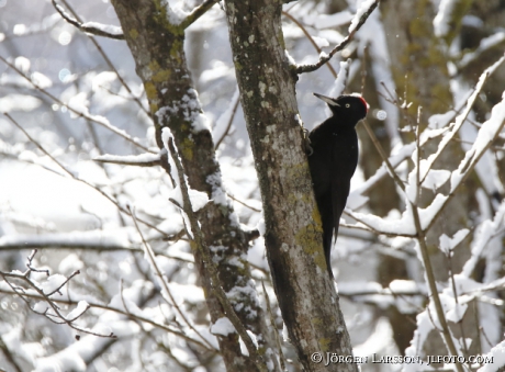 Black woodpecker Dryocopus martius