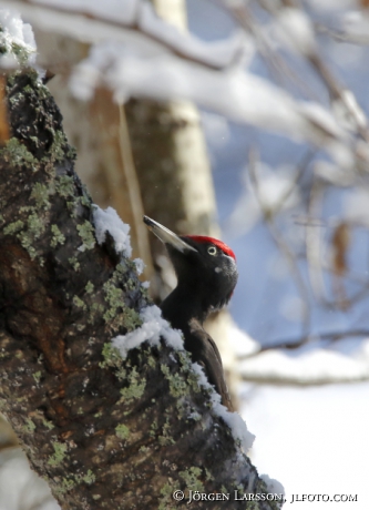 Black woodpecker Dryocopus martius