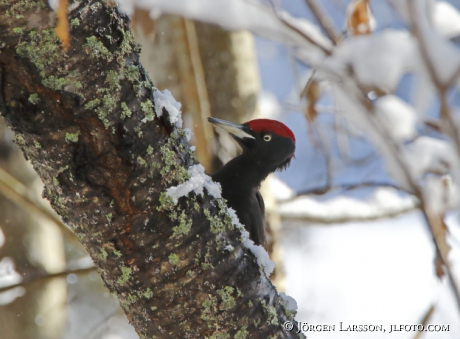 Black woodpecker Dryocopus martius