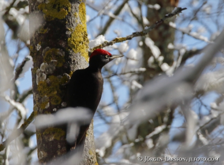 Black woodpecker Dryocopus martius