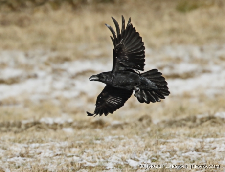 Raven Corvus corax