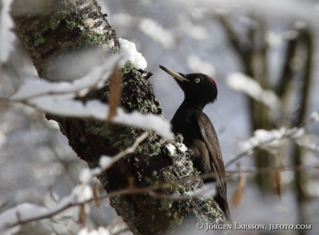 Black woodpecker Dryocopus martius