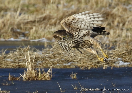 Goshawk Accipiter gentilis 