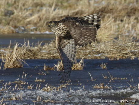 Goshawk Accipiter gentilis 