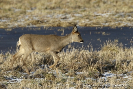 Roedeer capreolus capreolus 