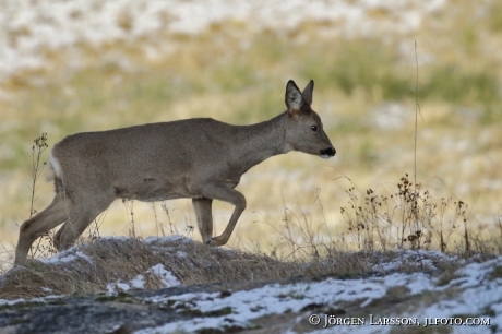 Roedeer capreolus capreolus 