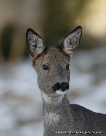 Roedeer capreolus capreolus 