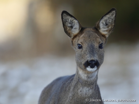 Roedeer capreolus capreolus 