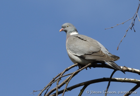 Wood pigeon, Columba palambus 