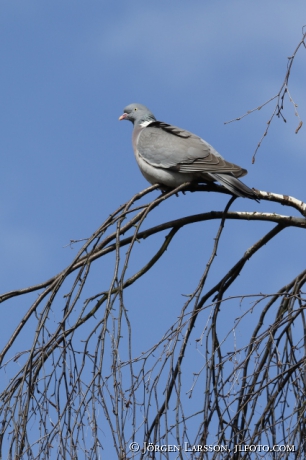 Wood pigeon, Columba palambus 