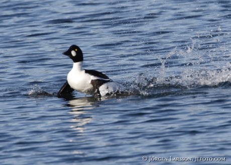 Golden eye Bucephala clangula