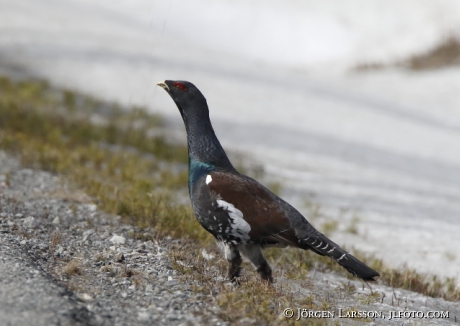 Great Grouse Tetrao urugallos 