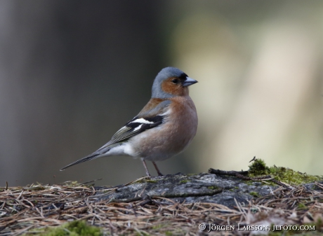 Chaffinch, Fringilla coelebs, 