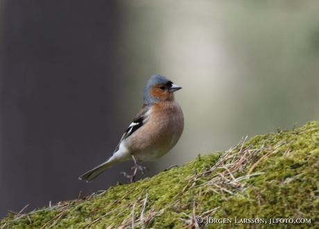 Chaffinch, Fringilla coelebs, 