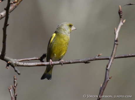 Greenfinch Carduelis chloris