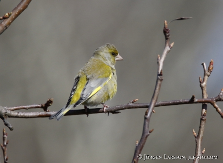 Greenfinch Carduelis chloris