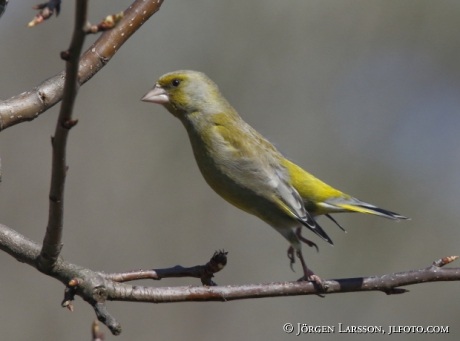 Greenfinch Carduelis chloris